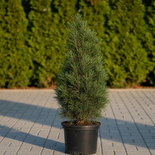 Сосна черная Пирамидалис купить