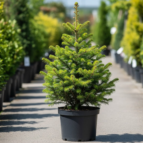 Пихта корейская Самлинг купить