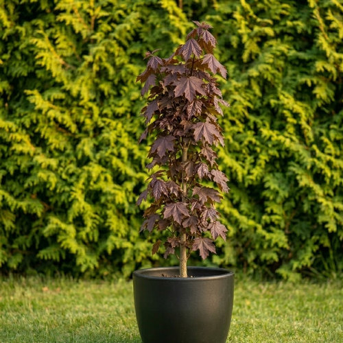 Клен остролистный Crimson Sentry Feather купить