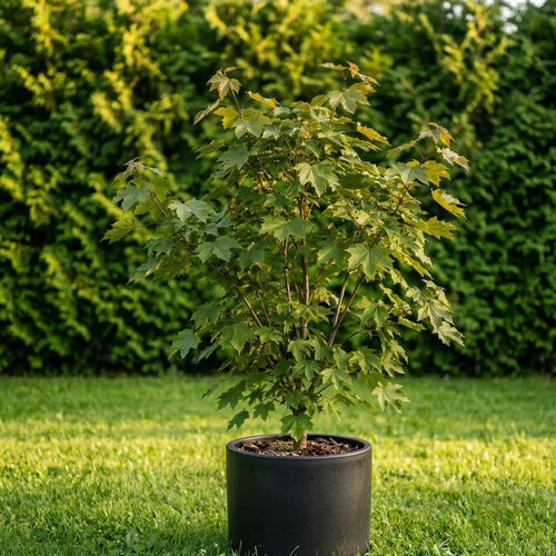 Клен остролистный Голден Глоб купить