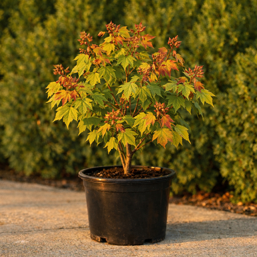 Клен красный Ред Сансэт купить