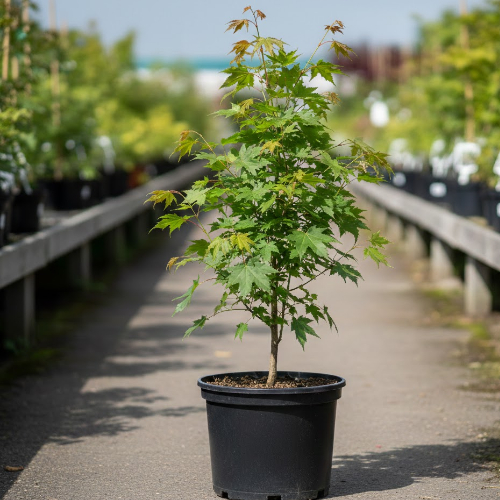 Клен татарский Гиннала купить