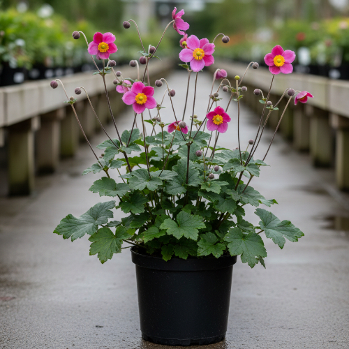 Ветренница японская Памина купить