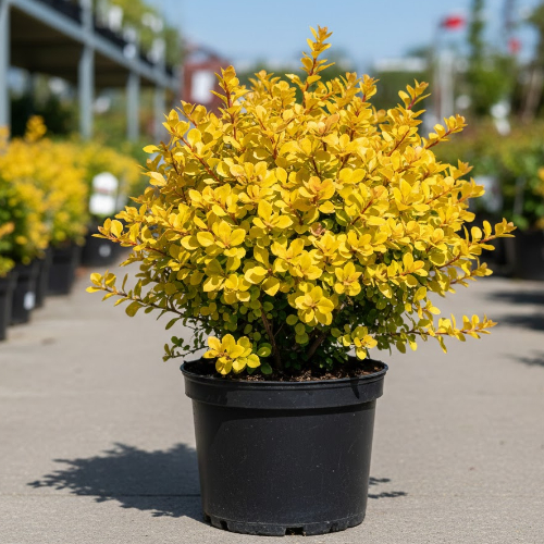 Барбарис Тунберга Bonanza Gold купить