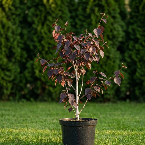 Береза повислая Роял Фрост купить