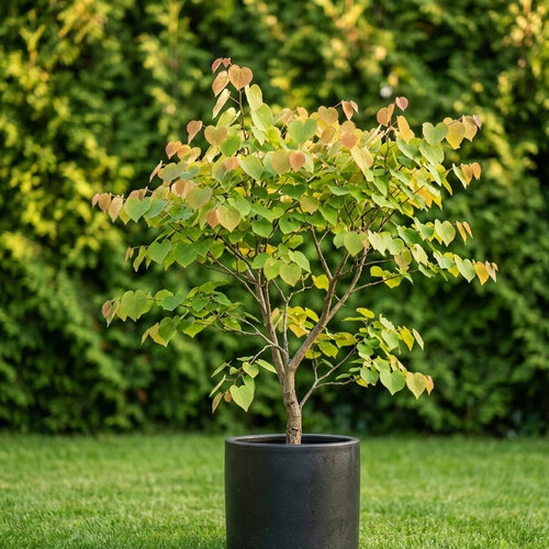 Багрянник японский купить