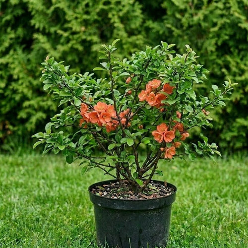 Айва японская Саргенти купить