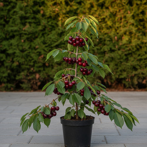 Черешня Валерий Чкалов купить