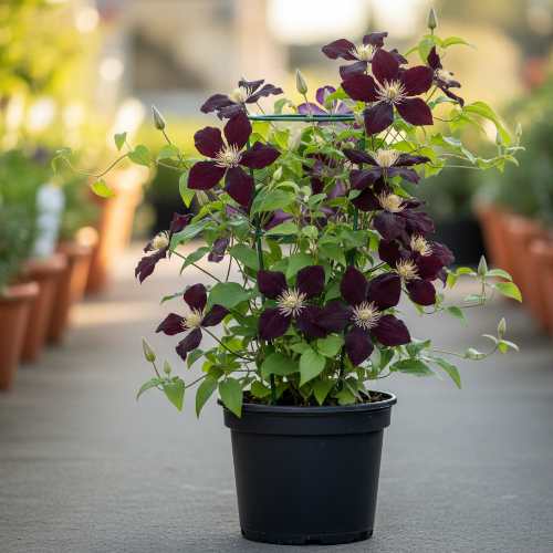 Клематис Витицелла Найт Вейл купить