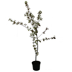 Дерен красный  купить