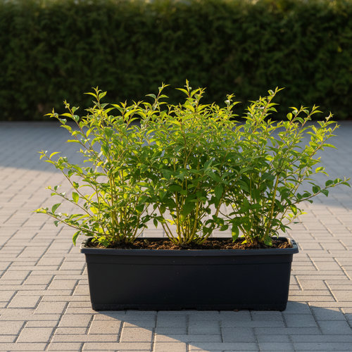 Дерен отпрысковый Флавирамиа (живая изгородь) купить