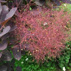 Скумпия кожевенная Роял Пёпл купить