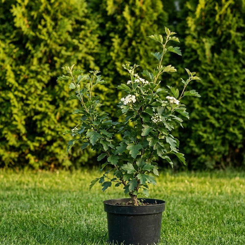 Боярышник крымский купить