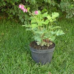 Дицентра формозская Лакжьюриэнт купить