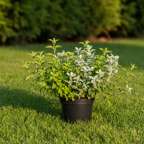 Душица микс купить