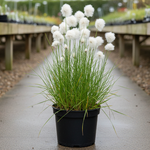 Пушица узколистная купить