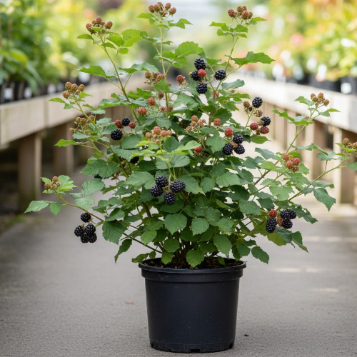 Ежевика Релевант купить