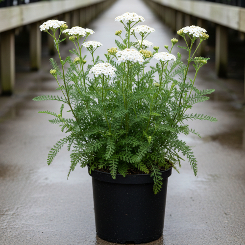 Гинкго-билоба купить