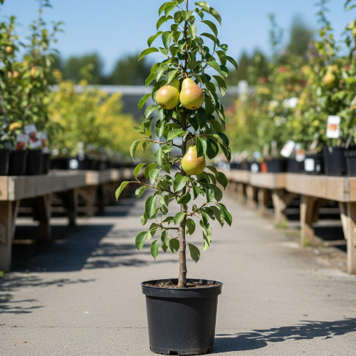 Груша Русская красавица купить