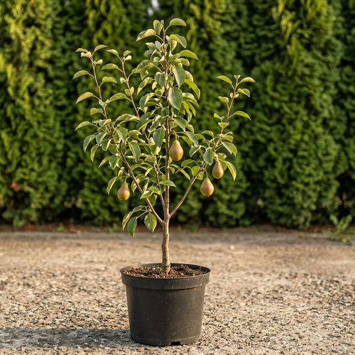 Груша Свердловчанка купить