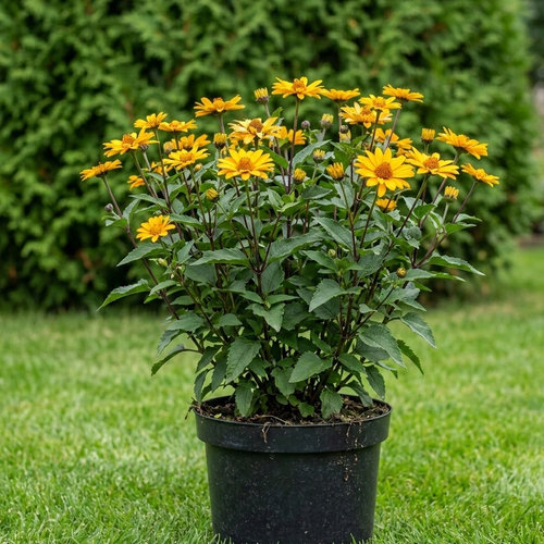 Гелиопсис Самма Найтс (Летняя ночь) купить