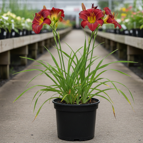 Лилейник гибридный Кримзон Глори купить