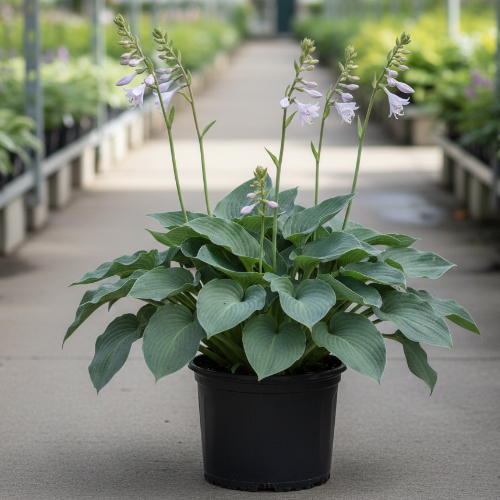 Хоста гибридная Канадиан Блю купить