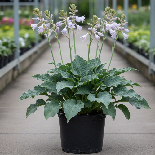 Хоста гибридная Рестлесс Си купить