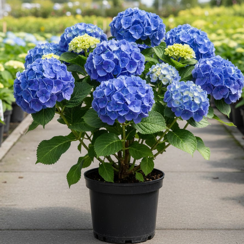 Гортензия крупнолистная Никко Блю купить