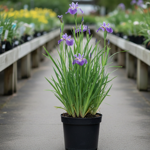 Ирис мечевидный Электрик Рэйс купить