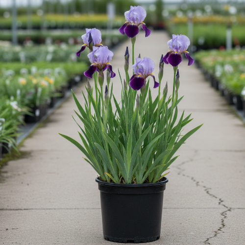 Ирис сибирский Контраст ин Стайлс купить