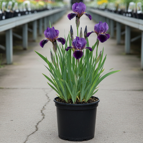 Ирис сибирский Раффлд Велвет купить