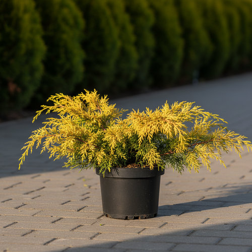 Можжевельник средний Фитцериана Ауреа купить