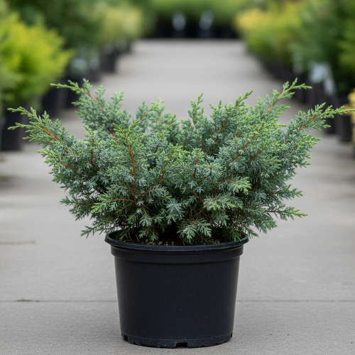 Можжевельник Виргинский Хетц купить