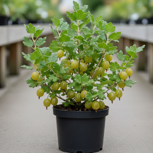 Крыжовник Олави купить