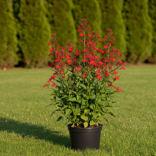 Лобелия пурпурная  купить