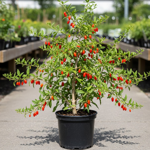 Годжи Ягоды Биг Лайфберри купить