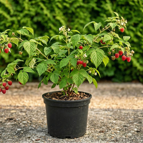 Малина Малиново-поляничный гибрид купить