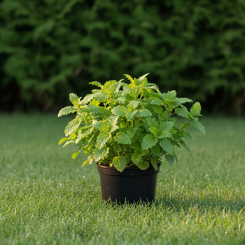 Мелиса melissa купить