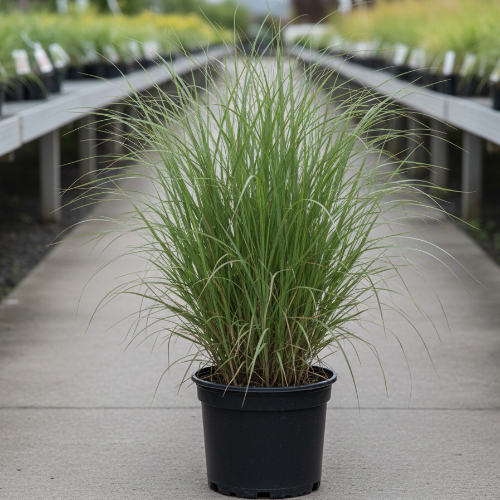 Мискантус краснеющий купить