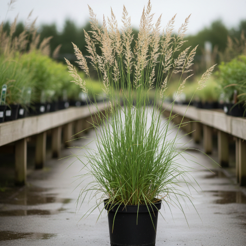 Молиния тростниковая Скайрейсер купить
