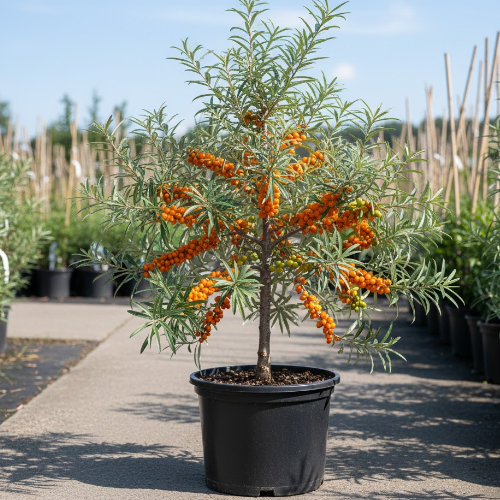 Облепиха Ботаническая (женская) купить