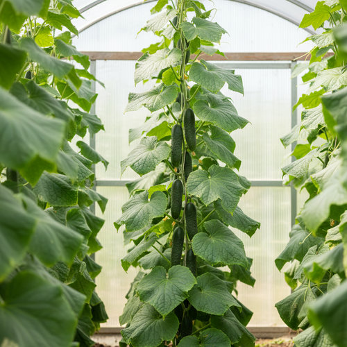 Огурец Аристократ купить