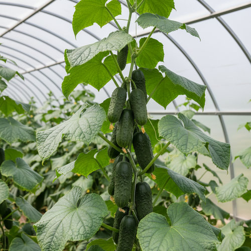 Огурец Астерикс купить