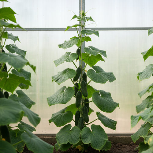 Огурец Атик купить