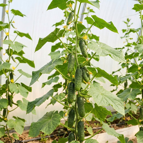 Огурец Веселые ребята купить