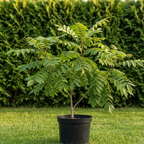 Орех маньчжурский купить