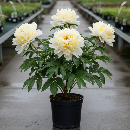 Пион молочноцветковый Примевера купить