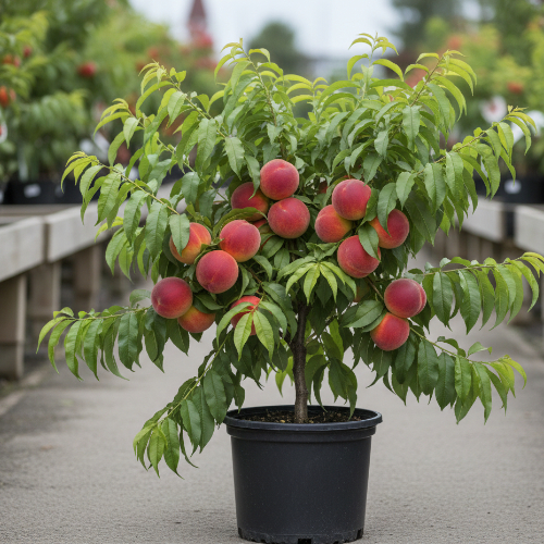Персик Фаворит Мореттини купить