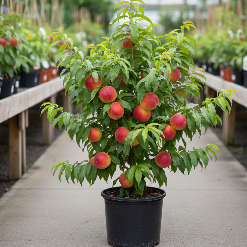 Персик Редхейвин купить